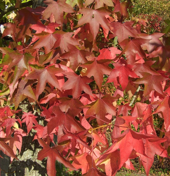 Nahaufnahme von Amberbaum-Blättern