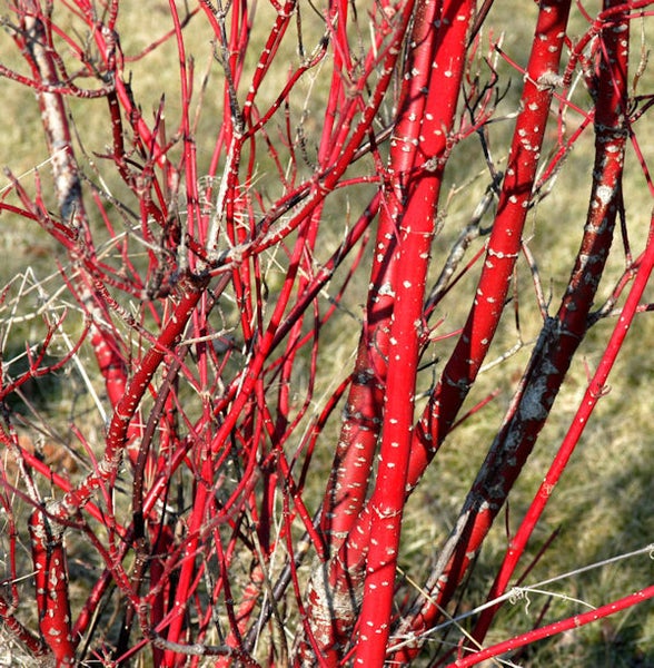 Hartriegelstrauch mit roten Ästen