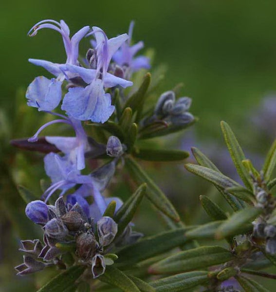 Nahaufnahme von blühendem Rosmarin