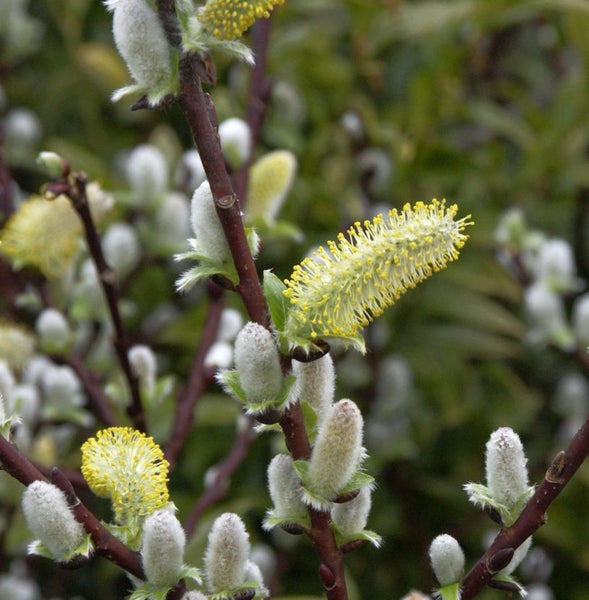 Blühende Palmkätzchen auf Zweigen