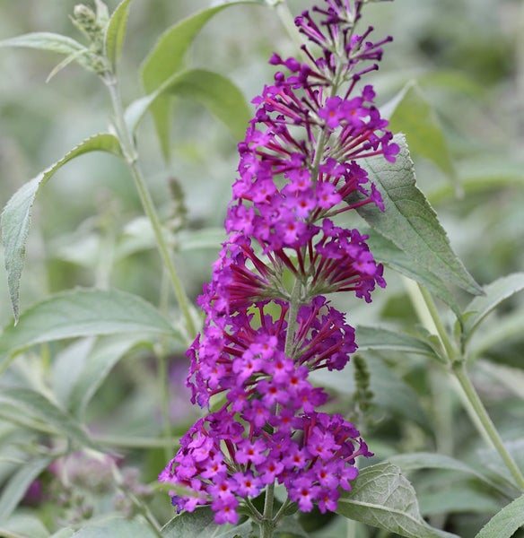 Schmetterlingsflieder mit lila Blüten