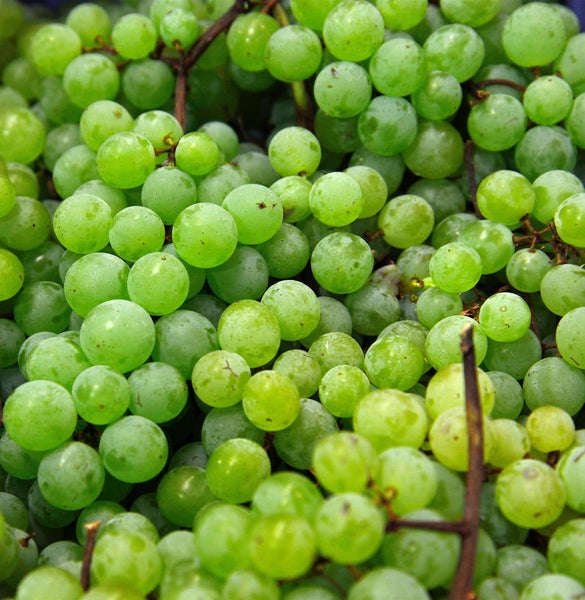 Viele grüne Weintrauben