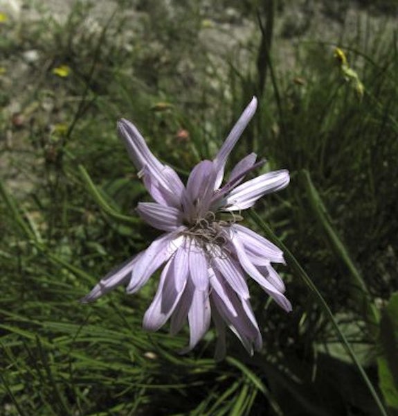 Nahaufnahme einer blassvioletten Blüte im Gras