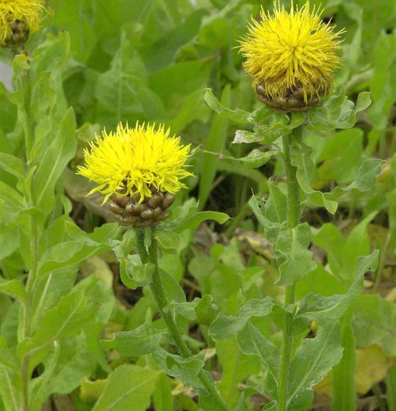 Gelbe Färber-Flockenblume im Garten