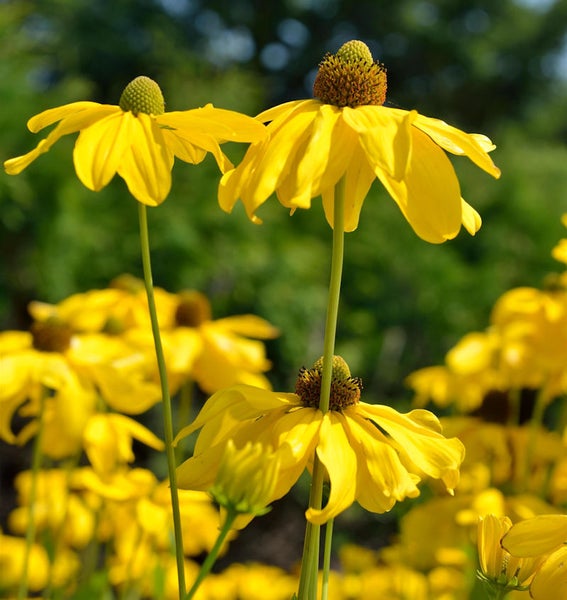 Gelbe Rudbeckia im Gartenbeet