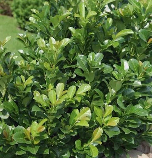 Lorbeerkirsche Pflanze mit grünen Blättern im Garten.