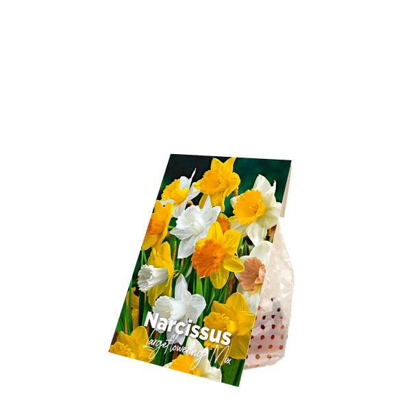 Bloomique - 15er-Mix - Narzisse - Narzisse - großblumiger Mix - Farbmix - Blumenzwiebeln - Frühlingsblüher - mehrjährige Pflanzen - wird bis zu 35-45 cm groß