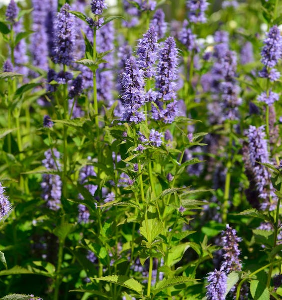 Agastache-Pflanze mit aufrechten violetten Blüten