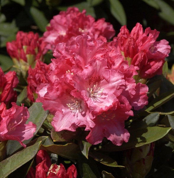 Nahaufnahme einer blühenden Rhododendron Pflanze mit roten Blüten