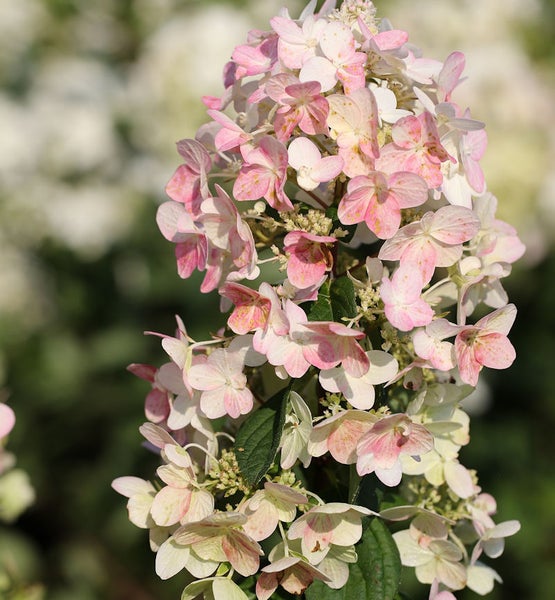 Rispenhortensie mit rosa und weißen Blüten
