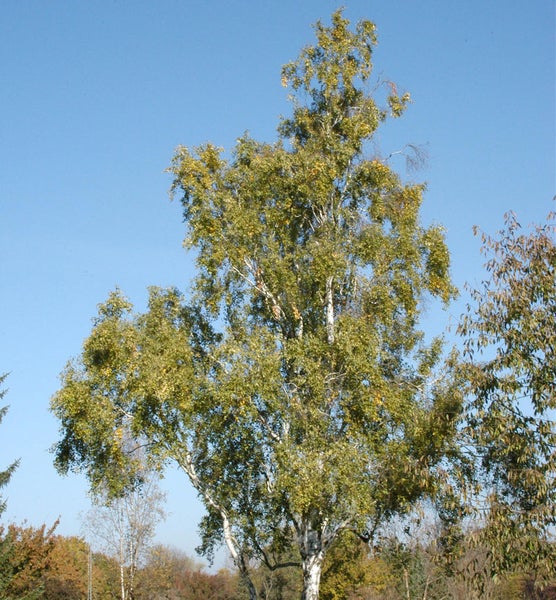 Birkenbaum mit grünen Blättern und weißer Rinde vor blauem Himmel