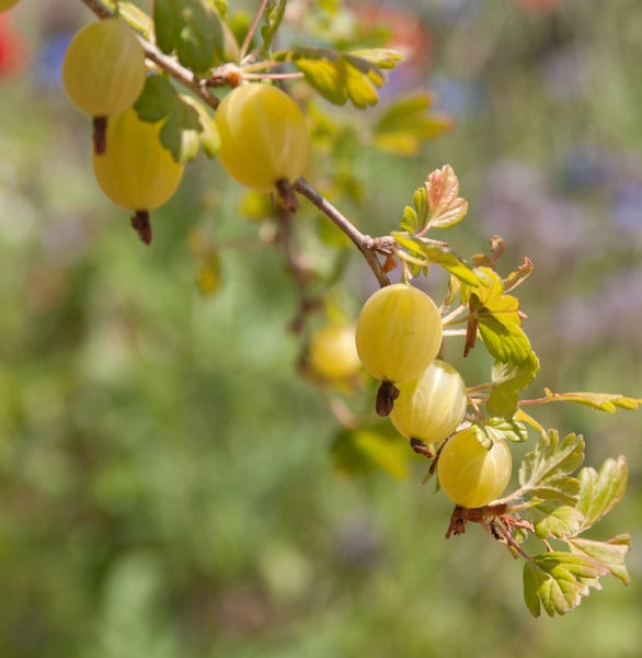 Zweig mit reifen Stachelbeeren.