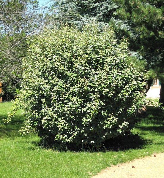 Rund geschnittener Strauch im Garten