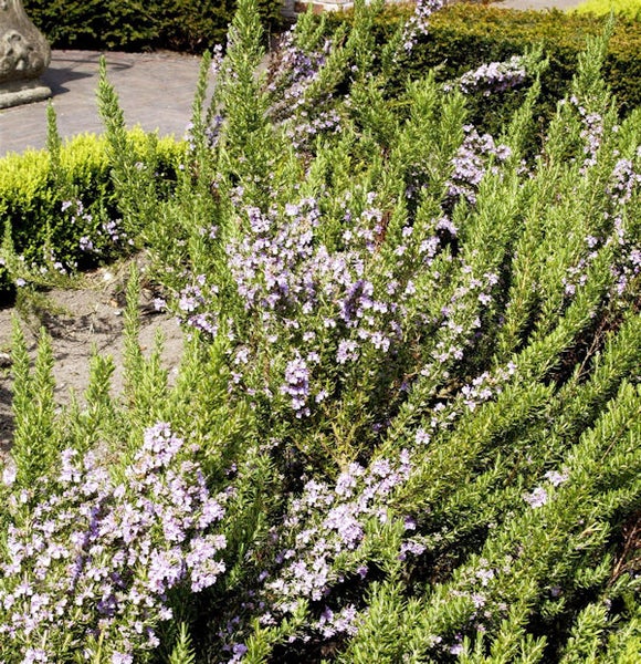 Blühender Rosmarinstrauch im Garten.