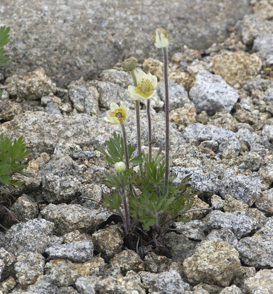 Nahaufnahme einer Alpen-Kuhschelle zwischen Steinen