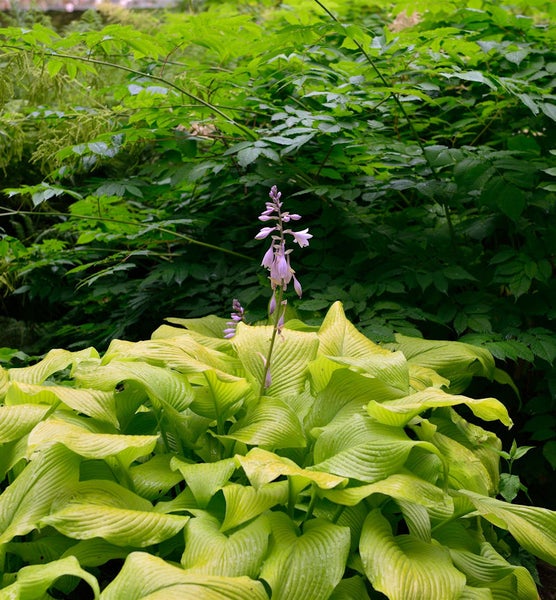Funkie mit Blüte im Garten