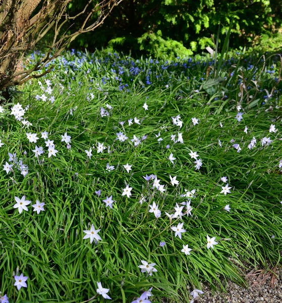 Frühlingsstern Blumenfeld im Garten
