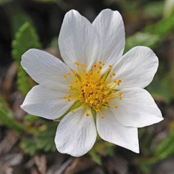 Nahaufnahme einer arktischen Beerenblume mit sechs Blütenblättern