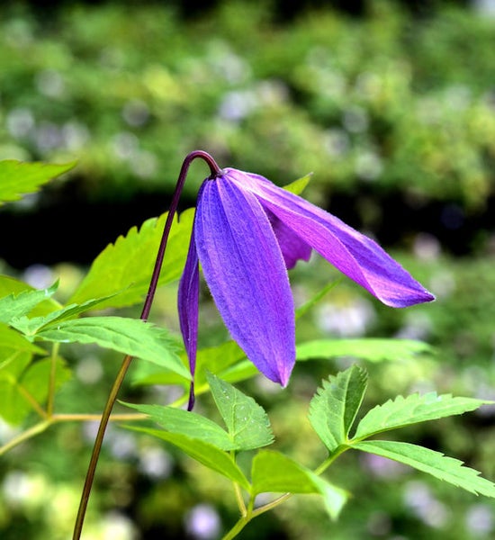 Nahaufnahme einer blauen Clematisblüte im Garten