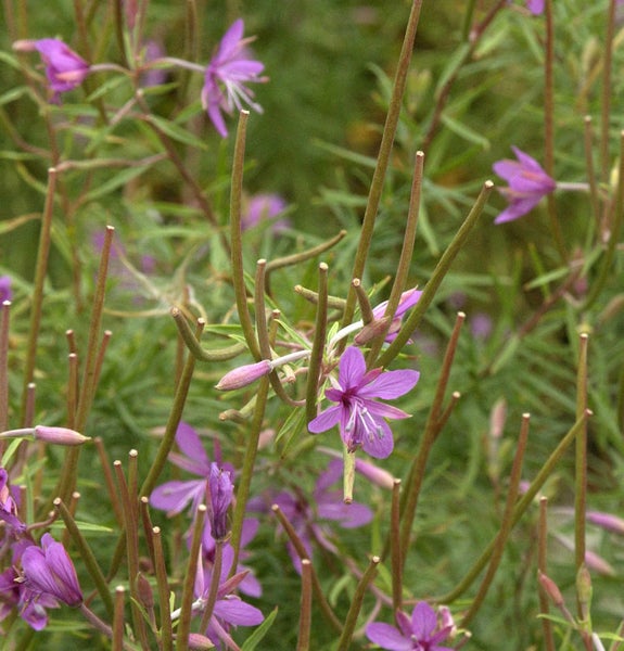 Nahaufnahme von Weidenröschenblüten