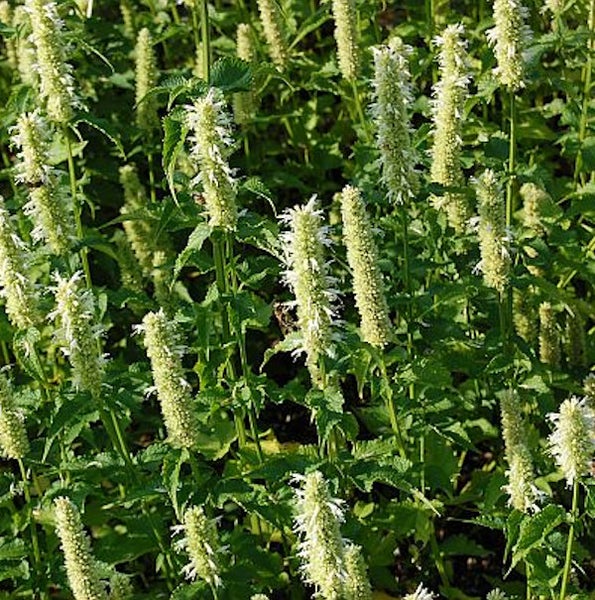 Nahaufnahme von Duftnessel Pflanzen im Garten.