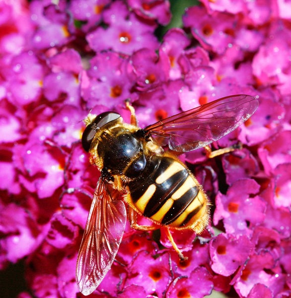 Schwebfliege auf lila Blüte