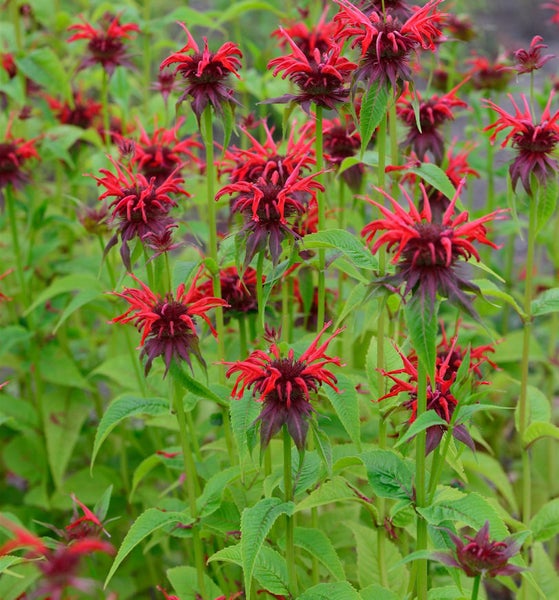 Nahaufnahme von Indianernessel Pflanzen mit roten Blüten