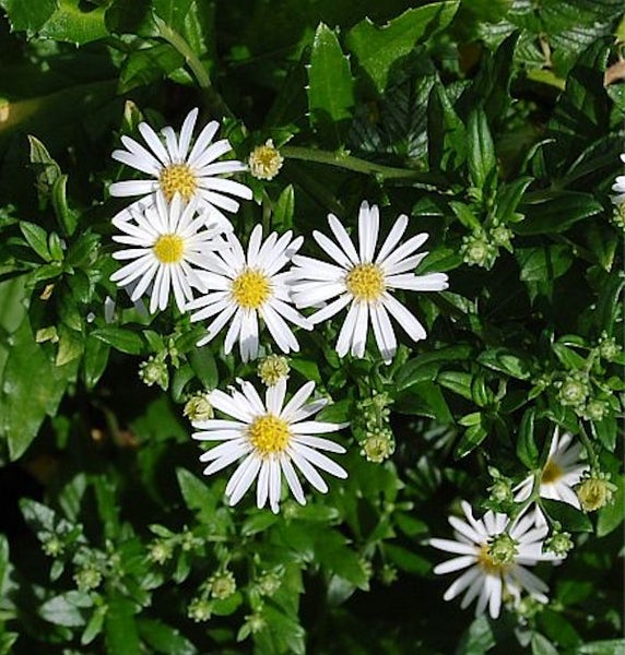 Blütenstand mit weißen Strahlenblüten und gelber Mitte im Garten