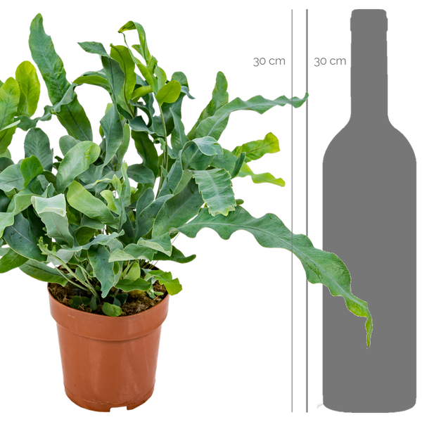 Bloomique - 2x Zimmerfarn - Nephrolepis Green Lady - Phlebodium Blue Star - Schwertfarn - Blaufarn - Zimmerpflanzen - Luftreinigend - Tierfreundlich - 20-30 cm Hoch - Topf 12 cm