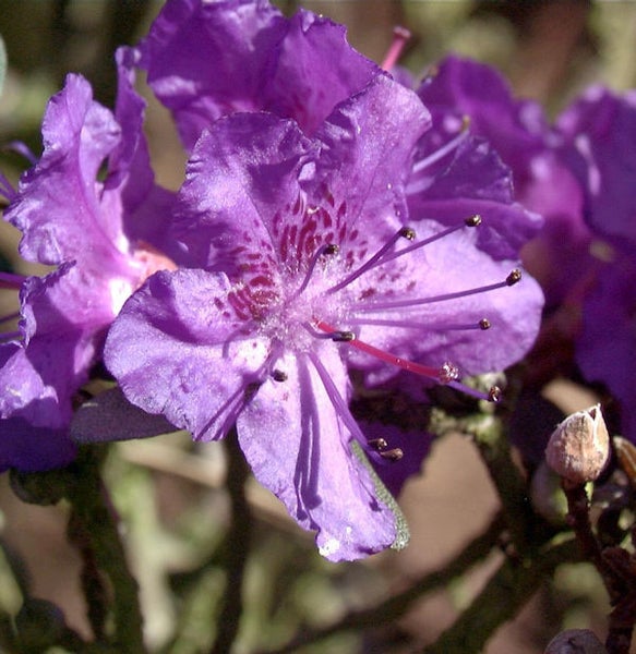Nahaufnahme einer lila blühenden Rhododendronpflanze.