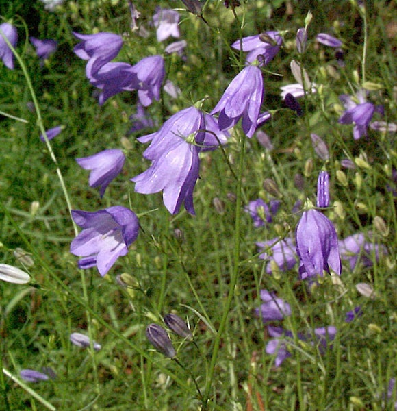 Wiesenblumen mit glockenförmigen Blüten