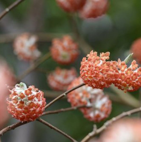 Nahaufnahme von Papierbuschblüten an Ästen
