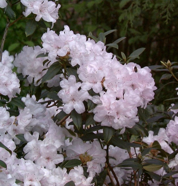 Nahaufnahme eines Rhododendronstrauchs mit Blüten