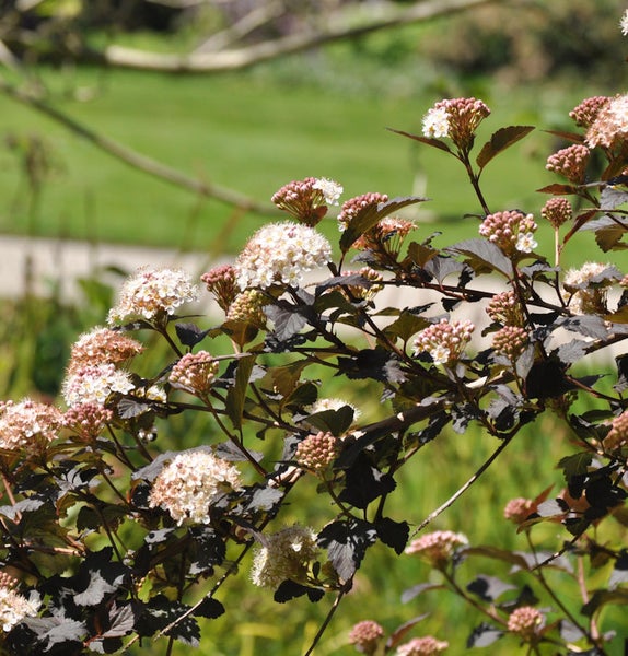 Blühender Blasenspierstrauch im Garten
