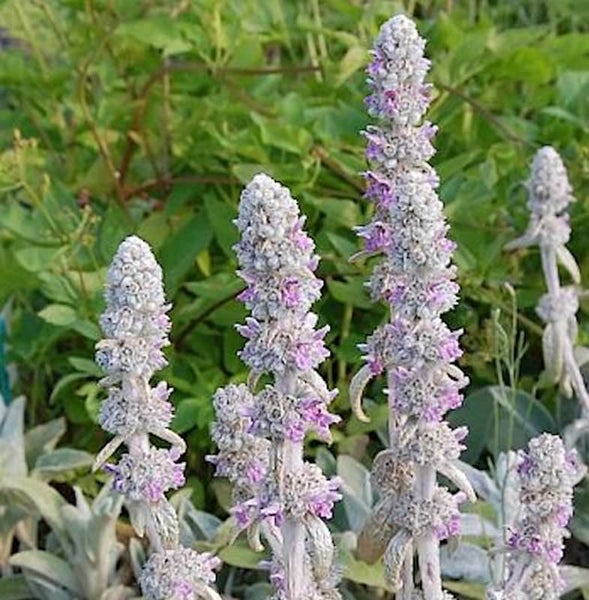 Nahaufnahme von Wollziestblüten mit grauem Laub und kleinen violetten Blüten.