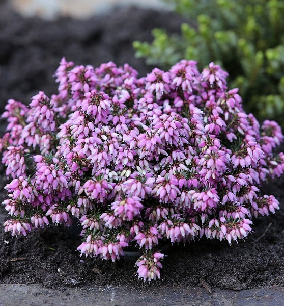 Besenheide Pflanze mit lila Blüten im Gartenbeet