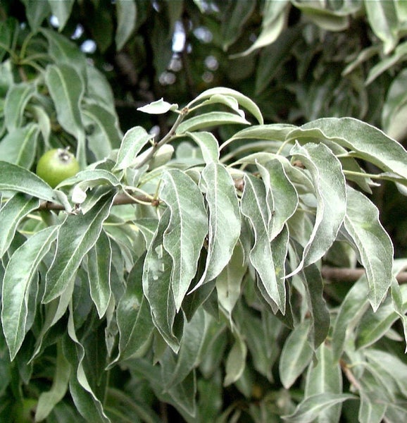 Zweig eines Ölweidebaums mit Blättern und einer einzelnen Frucht