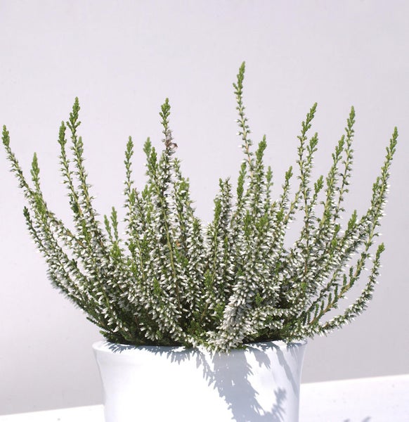 Besenheide in einem Topf