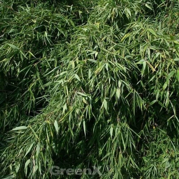 Nahaufnahme von Gartenbambus mit grünen Blättern.