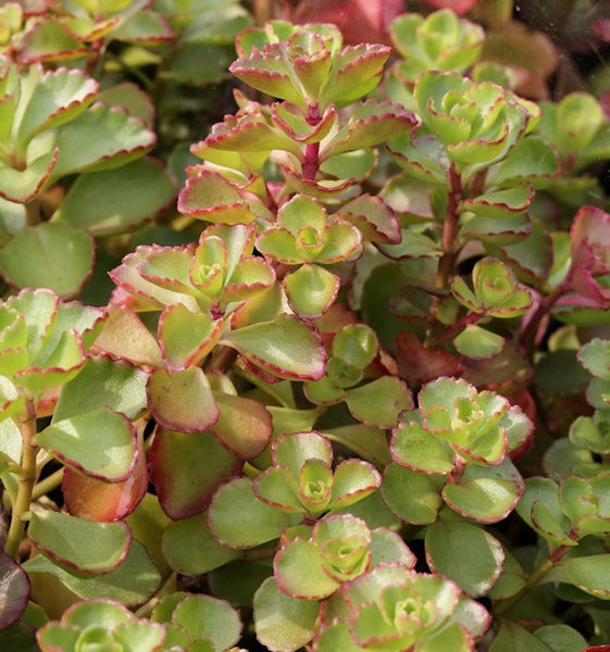 Fetthenne mit grünen Blättern und roten Rändern