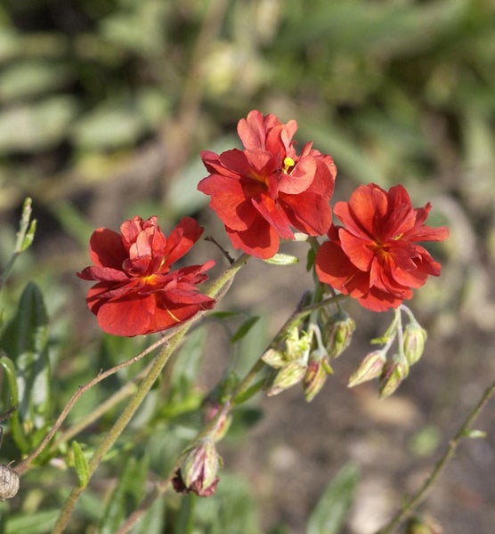 Sonnenröschen mit roten Blüten