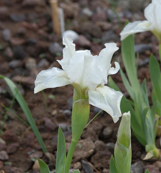 Weiße Zwerg-Schwertlilie im Gartenbeet