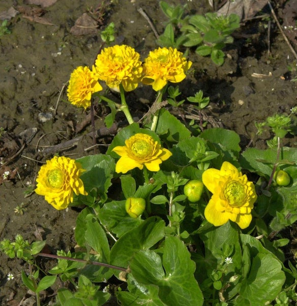 Sumpfdotterblumen mit grünen Blättern im Garten
