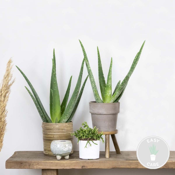 Bloomique - 2er Set - Aloe Vera Pflanze - Zimmerpflanzen - Sukkulenten - Sehr Pflegeleicht - Höhe 25-35 cm - Topf 10,5 cm