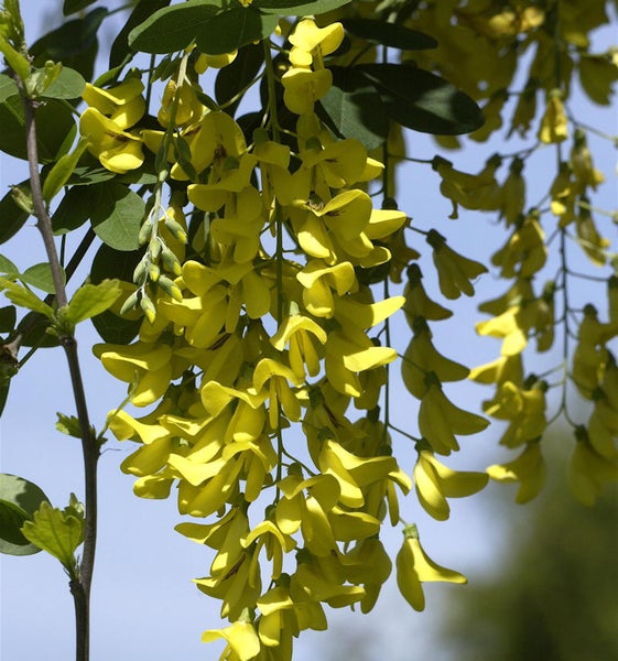 Blühender Goldregen mit Blättern