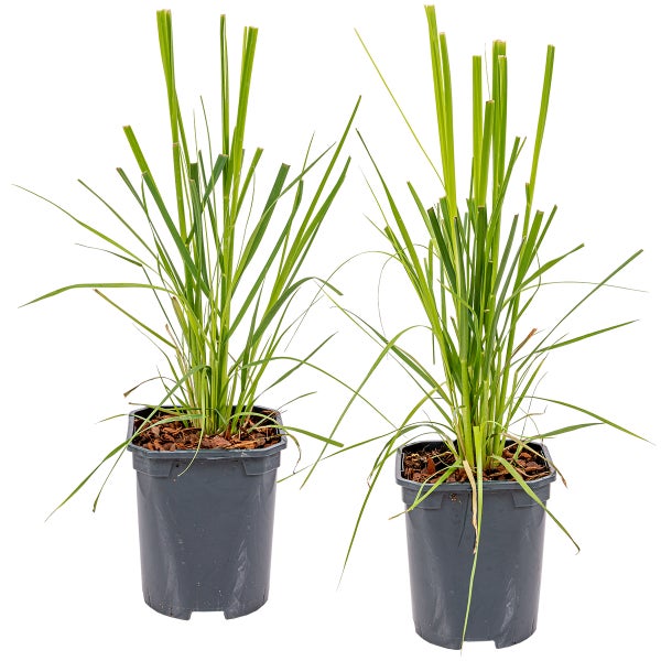 2x Cortaderia 'Pumila' - Pampasgras - Ziergräser - Winterheart - ⌀13 cm - ↕20-30 cm