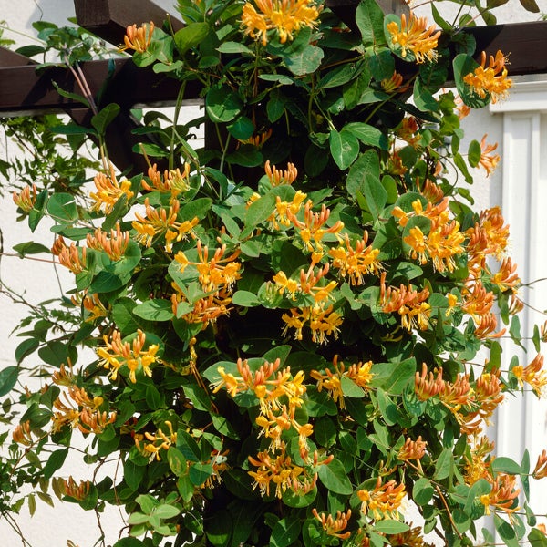 Bloomique - 2er-Set - Lonicera Tellmanniana - Strauchgeißblatt - Orange - Kletterpflanzen - Gartenpflanzen - Winterhart - Topf 15 cm - 70-80 cm hoch