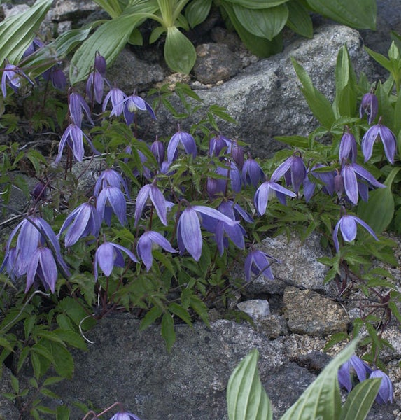 Glockenblumen zwischen Steinen im Garten.