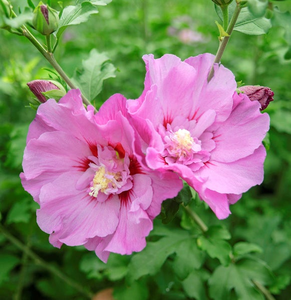 Nahaufnahme einer rosa Hibiskusblüte im Garten