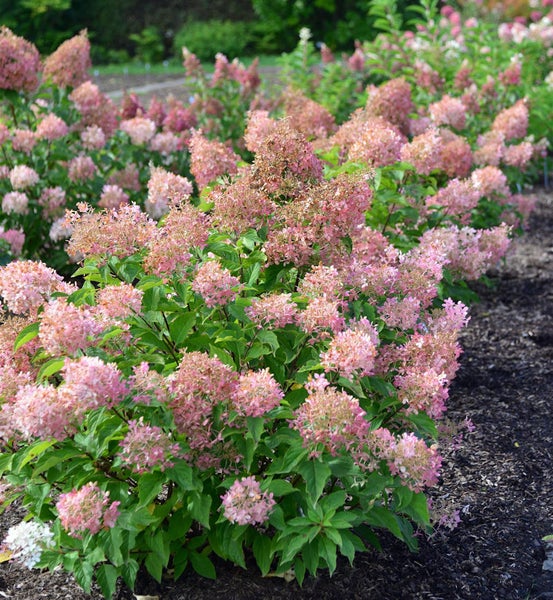 Reihe von rosa Rispenhortensien im Garten.